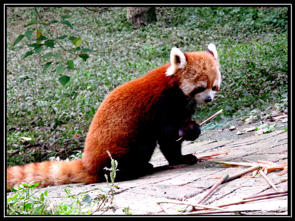 Красная панда...посмотреть следующее фото...