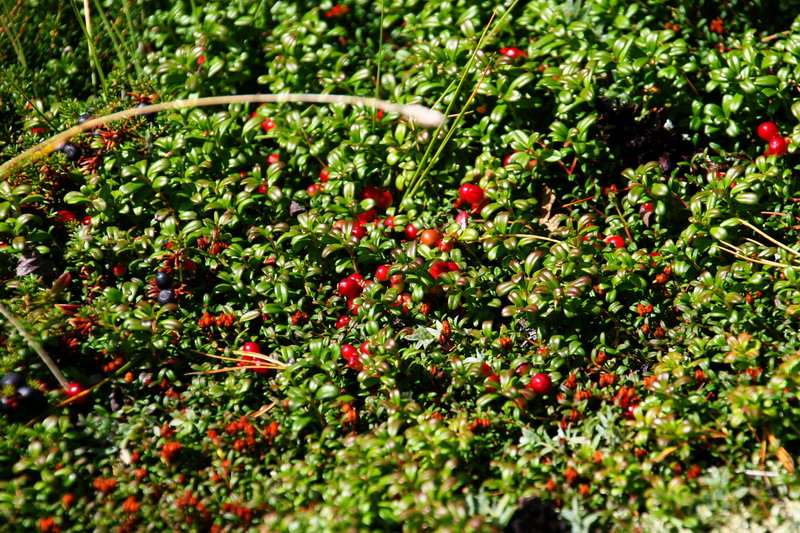 Брусника....посмотреть следующее фото...