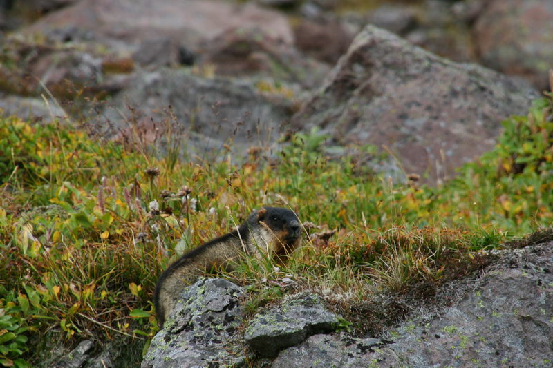 Marmot....посмотреть следующее фото...